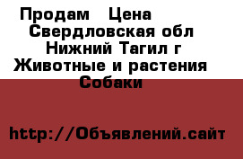 Продам › Цена ­ 6 000 - Свердловская обл., Нижний Тагил г. Животные и растения » Собаки   